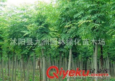 批發(fā)華山松,羅漢松,雪松,規(guī)格全,貨源足。-沭陽(yáng)縣九洲園林綠化苗木場(chǎng)提供批發(fā)華山松,羅漢松,雪松,規(guī)格全,貨源足。的相關(guān)介紹、產(chǎn)品、服務(wù)、圖片、價(jià)格沭陽(yáng)縣九洲園林綠化苗木場(chǎng)、花卉苗木;苗木種子;景觀木屋