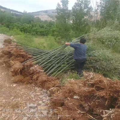 主營產品:花卉租擺、工廠綠化工程、各種綠化苗木、花卉基地直銷