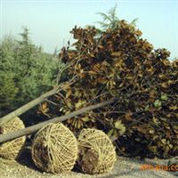 批發(fā)廣玉蘭樹(shù)苗 玉堂春 綠化苗木 喬木 白玉蘭 廣玉蘭 行道樹(shù)指導(dǎo)價(jià) 批發(fā)廣玉蘭樹(shù)苗 玉堂春 綠化苗木 喬木 白玉蘭 廣玉蘭 行道樹(shù)廠(chǎng)商 批發(fā)廣玉蘭樹(shù)苗