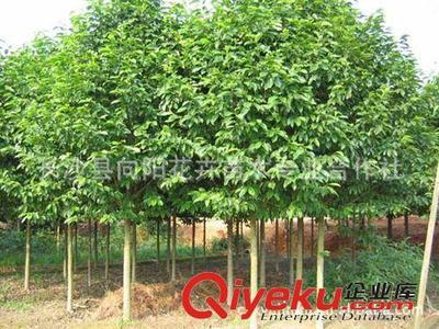 喬木-現(xiàn)貨批量供應出售8-18公分優(yōu)質樂昌含笑 求購樂昌含笑圖片|喬木-現(xiàn)貨批量供應出售8-18公分優(yōu)質樂昌含笑 求購樂昌含笑產品圖片由長沙縣向陽花卉苗木專業(yè)合作社公司生產提供-