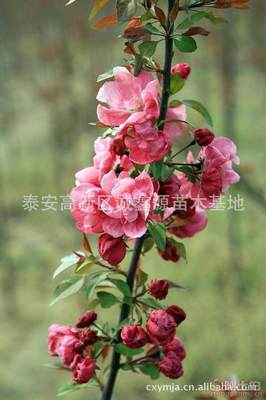 【批發(fā)西府海棠小苗北美海棠苗廠家直銷北美海棠綠化苗木】泰安高新區(qū)誠(chéng)鑫源苗木基地 - 產(chǎn)品庫