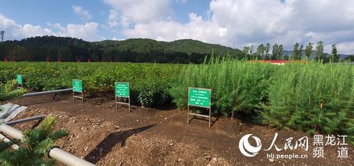 黑龍江省林草局召開現場推進會 以花卉種植為支點，撬動產業興、職工富、生態美的新型林場建設