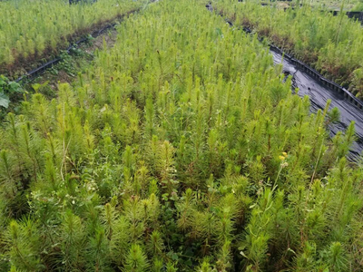 忻城苗木栽培正當時，林業產業鋪就脫貧致富路