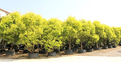 行情回暖，機遇與挑戰并存——深度解析苗木市場新趨勢與苗圃發展策略